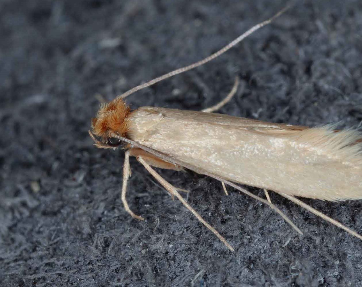moth control Kent