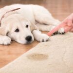 How to remove urine smell from carpet