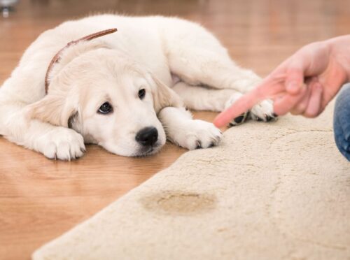 How to remove urine smell from carpet